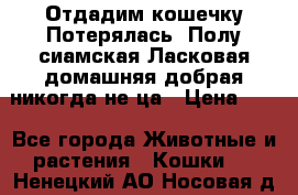 Отдадим кошечку.Потерялась. Полу сиамская.Ласковая,домашняя,добрая,никогда не ца › Цена ­ 1 - Все города Животные и растения » Кошки   . Ненецкий АО,Носовая д.